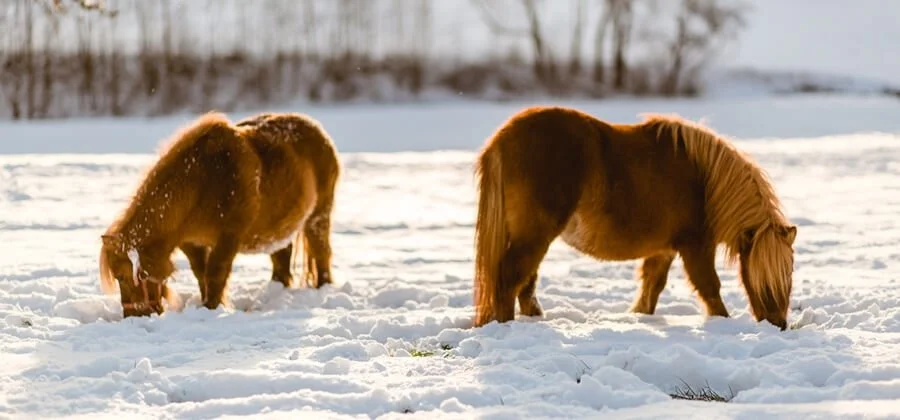 Haunzwicklhof Tiere WINTER-204.jpg