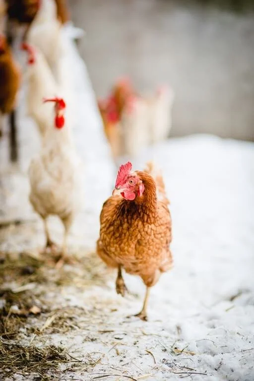 Haunzwicklhof Tiere WINTER-37.jpg