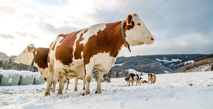 Haunzwicklhof Tiere WINTER-198.jpg