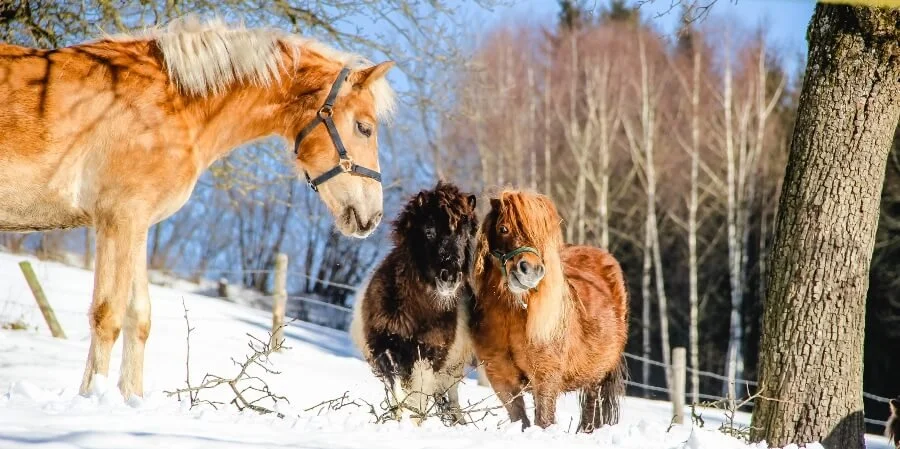 Haunzwicklhof Tiere WINTER-4.jpg