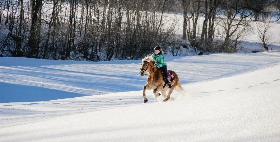 Haunzwicklhof Tiere WINTER-15.jpg
