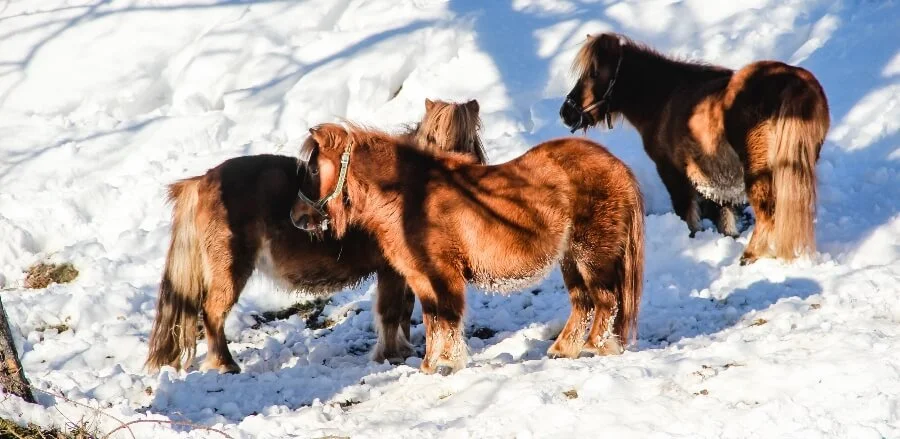 Haunzwicklhof Tiere WINTER-12.jpg