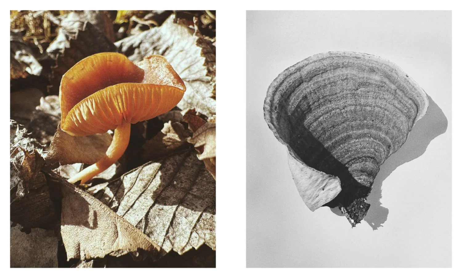 PhotoVogue Festival 2026: East and Southeast Asian Panorama