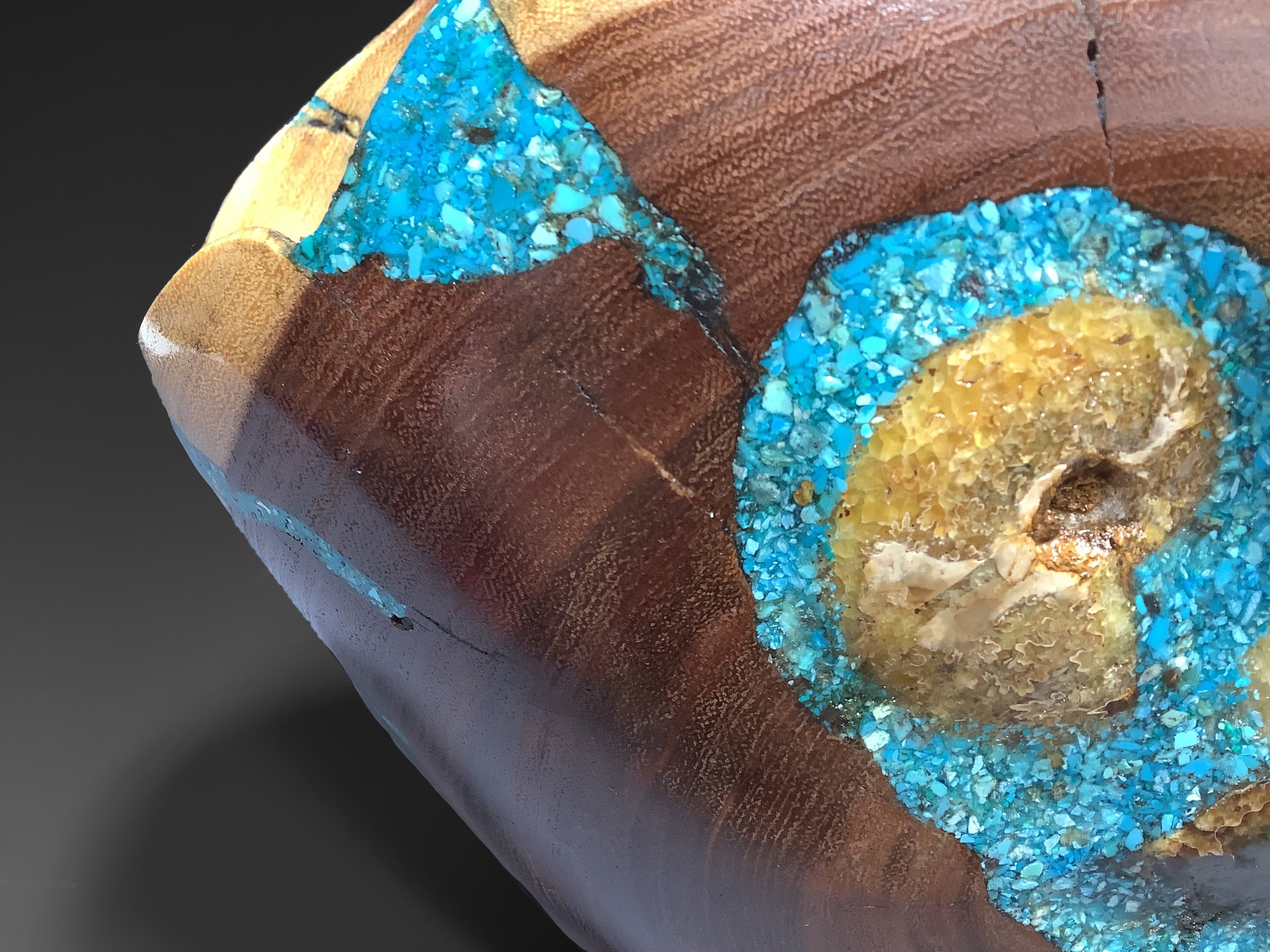 Acacia with ammonite closeup (1).jpeg
