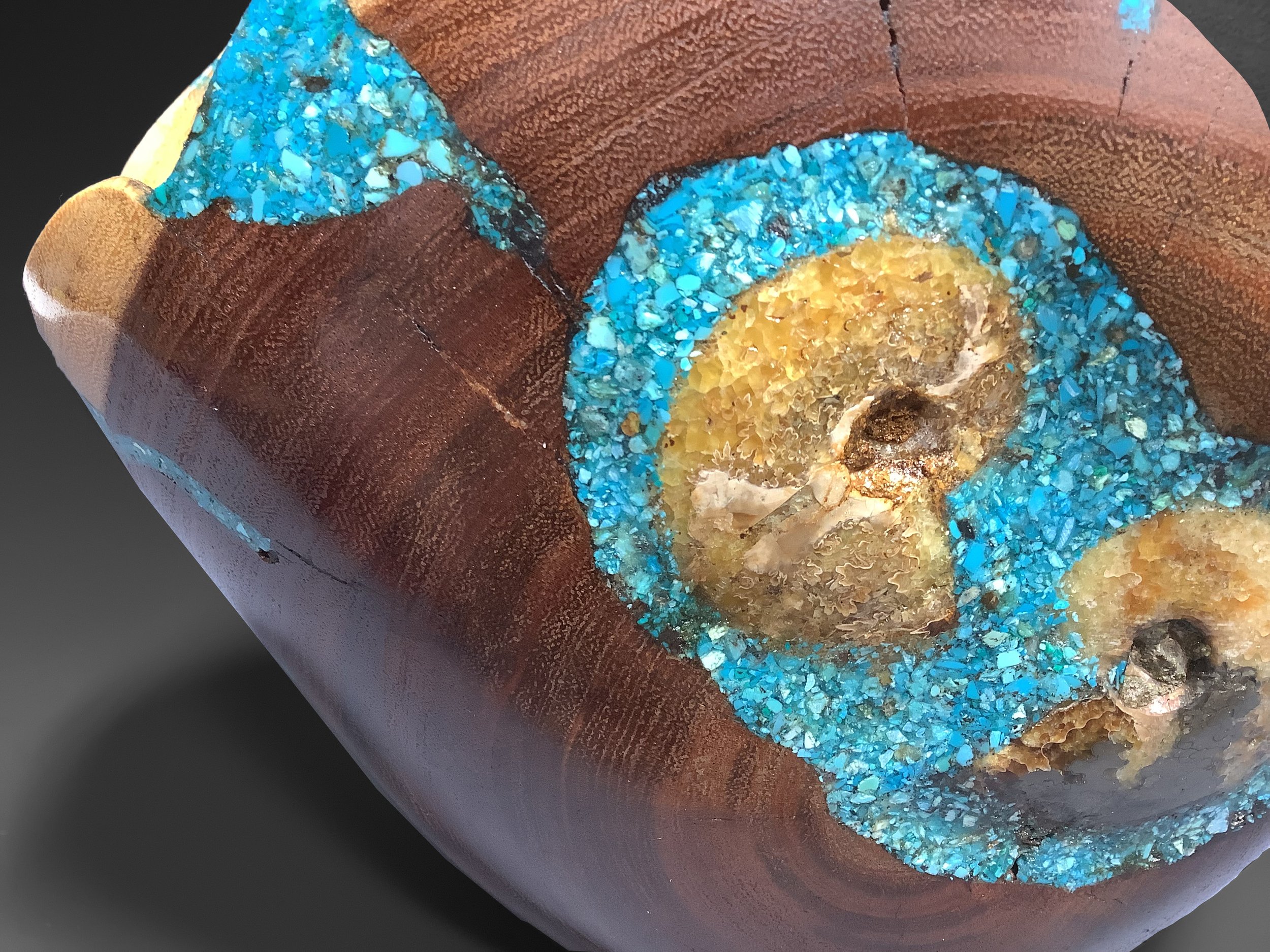 Acacia with ammonite closeup.jpeg
