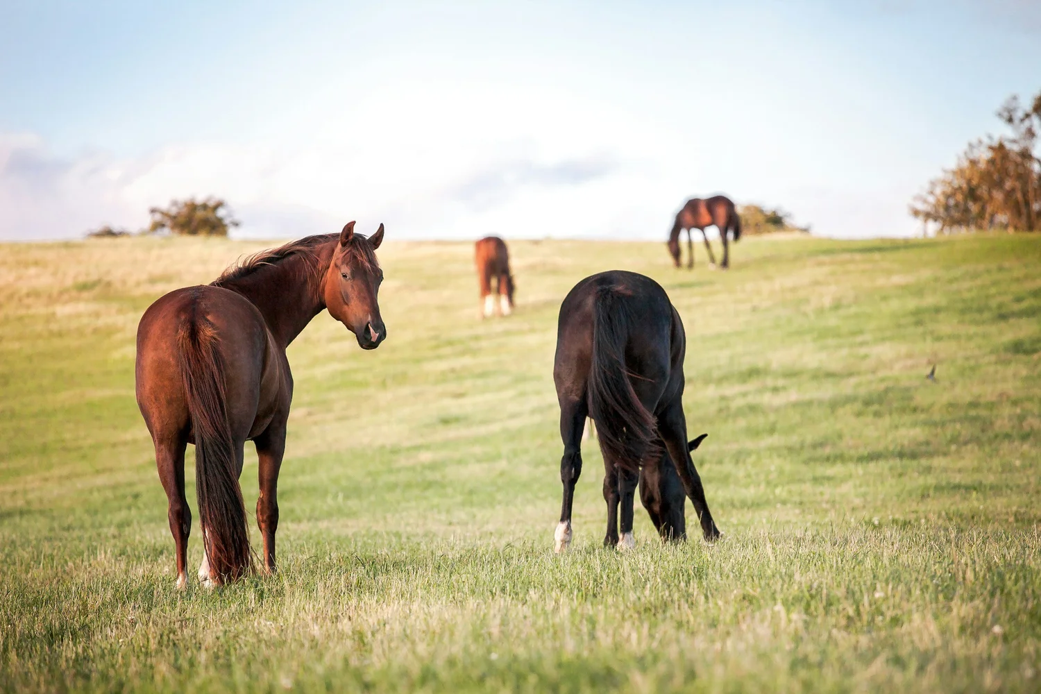 Horse Boarding in Dallas, GA | Moonlight Stables