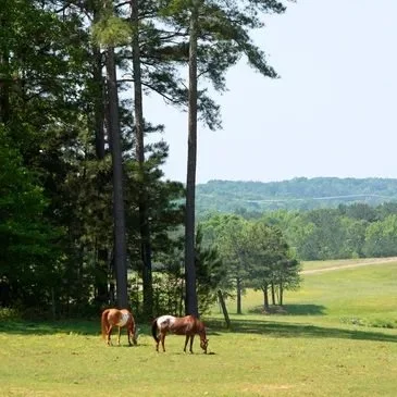 Moonlight Stables & Equestrian Center | Horse Boarding & Lessons in ...