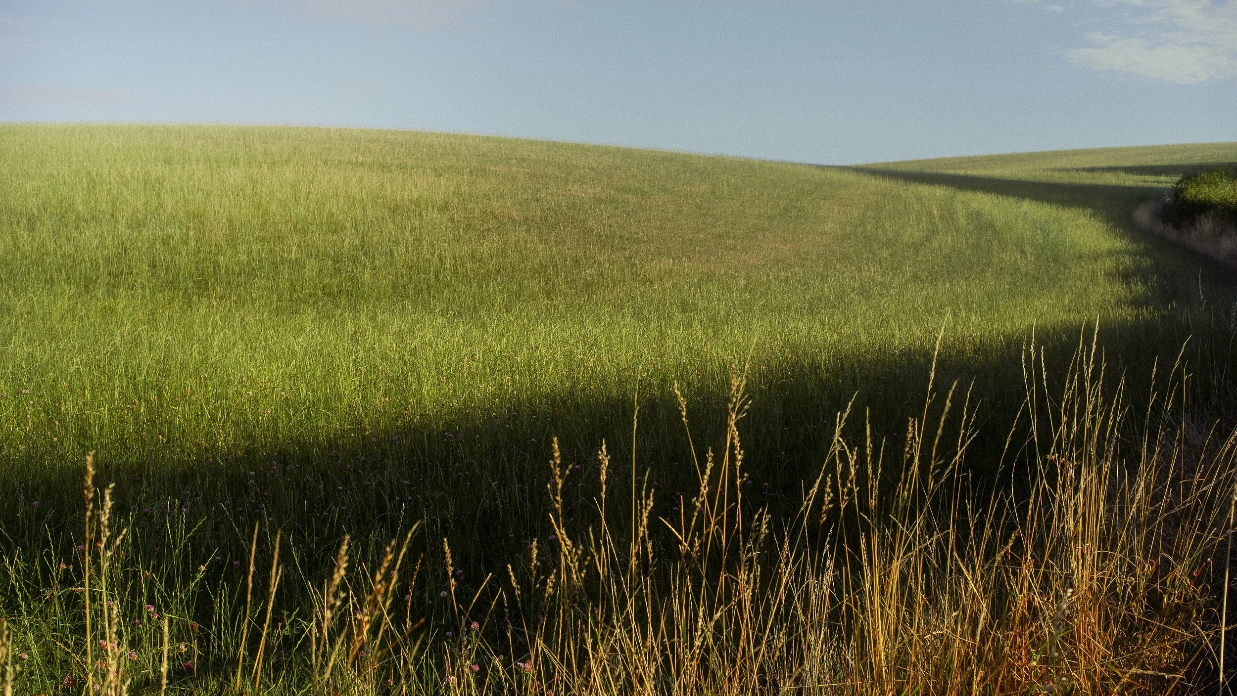 Green Egnlish Field.jpg
