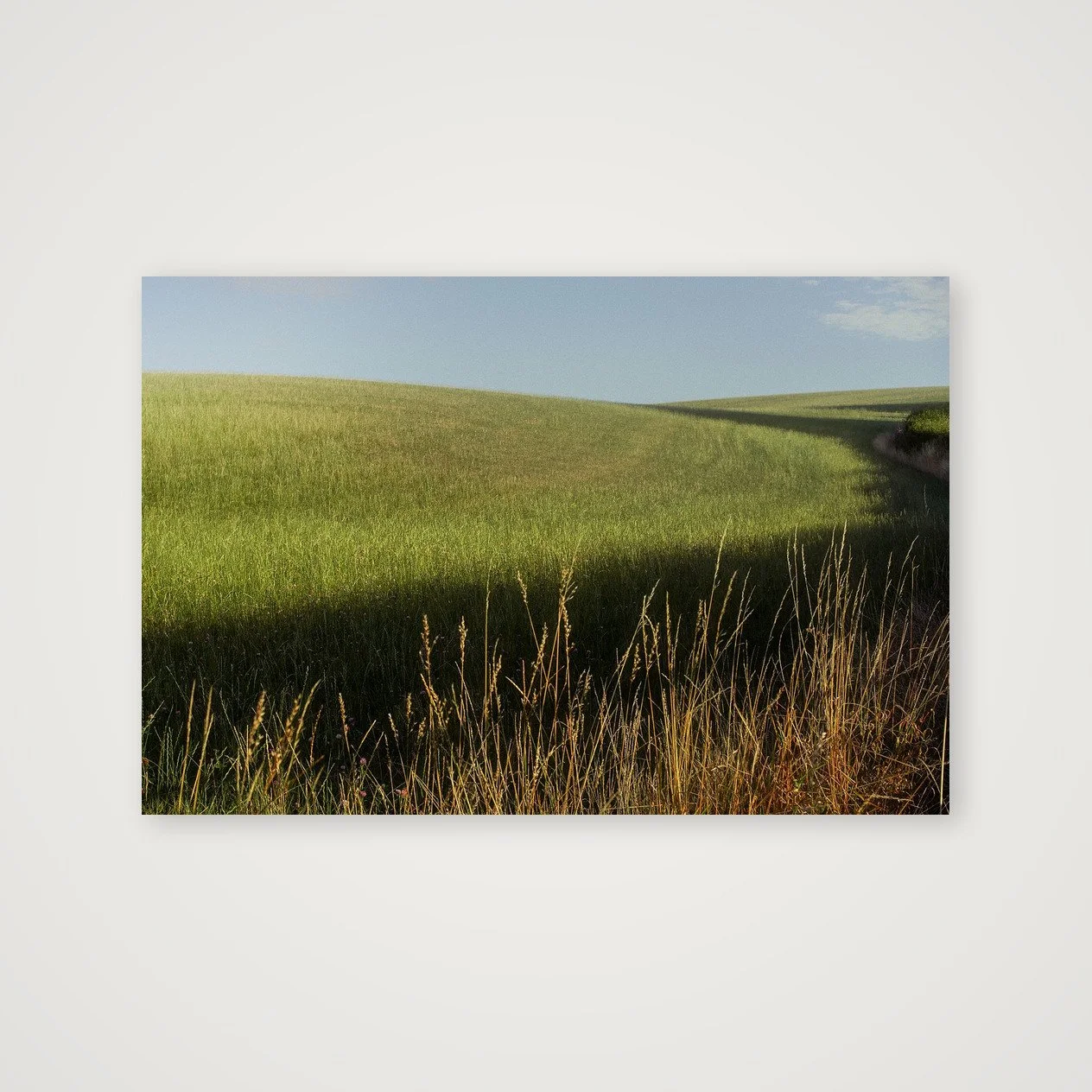 Summer's Field