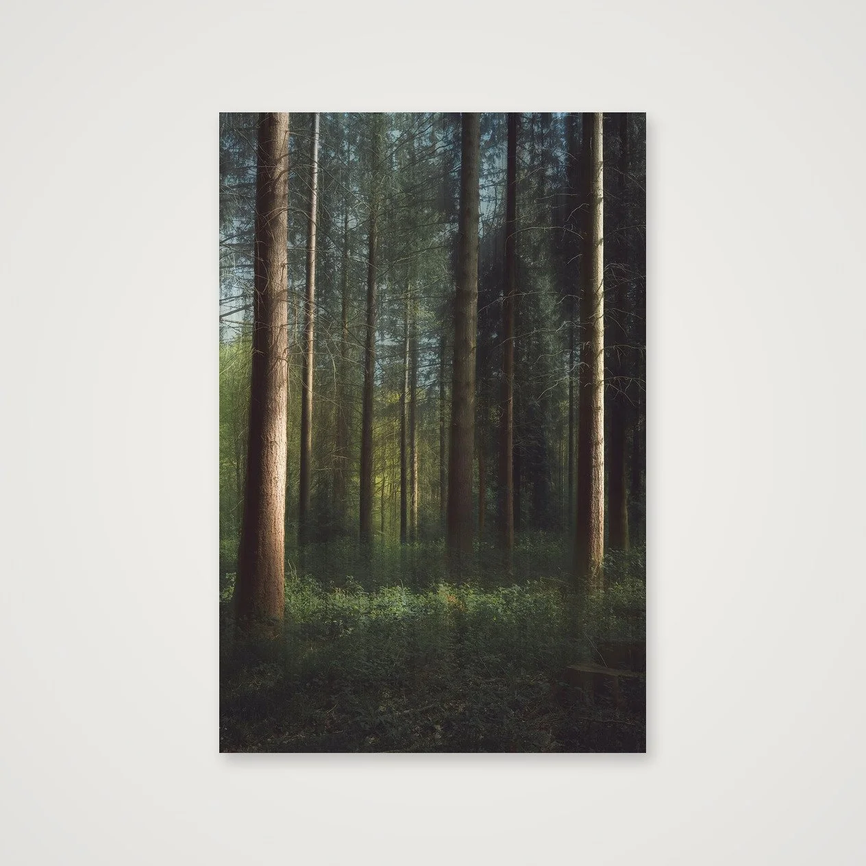 Pillars of the Forest