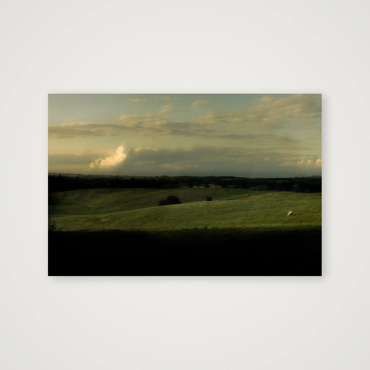 Sheep at Dusk