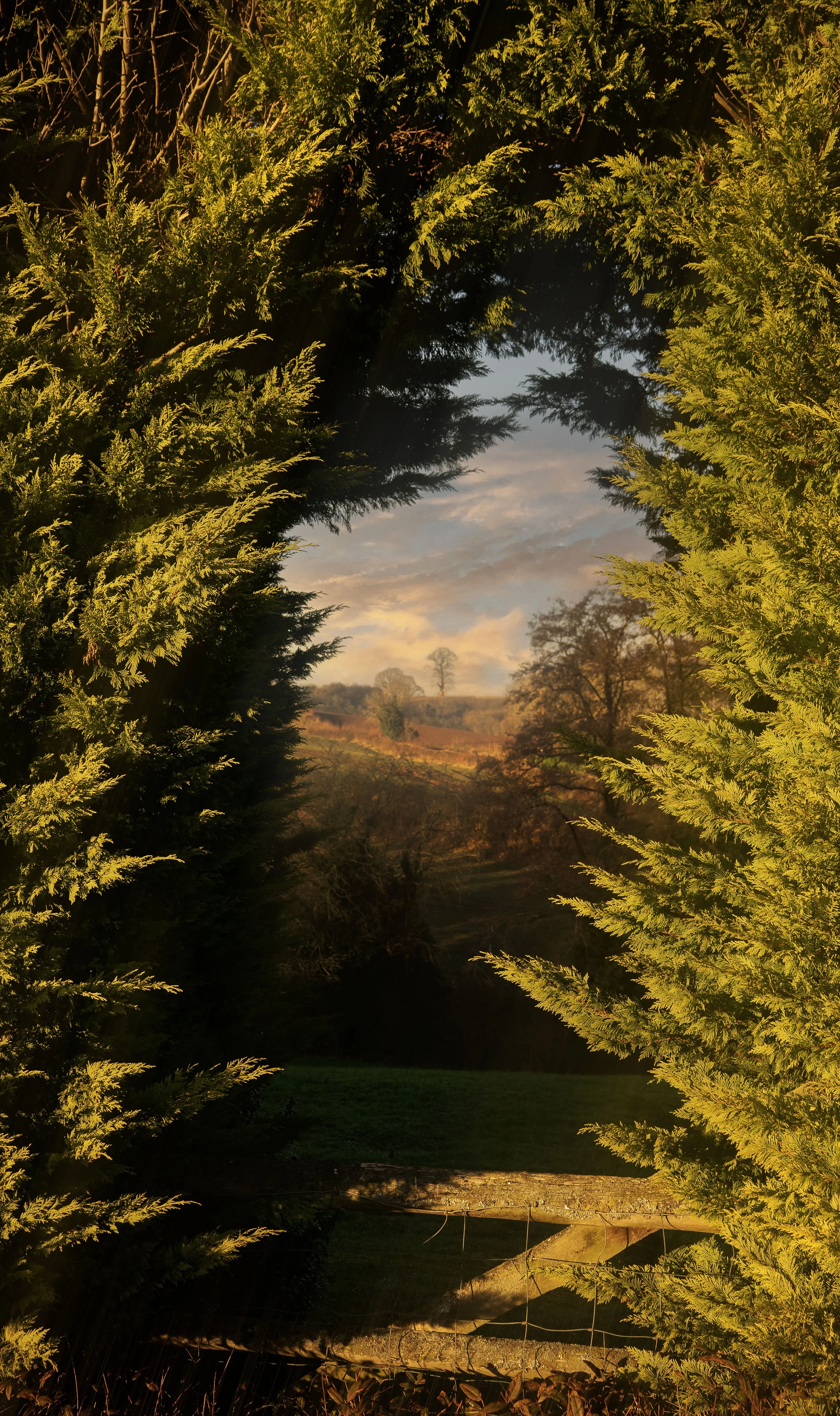 See Through Hedge.jpg
