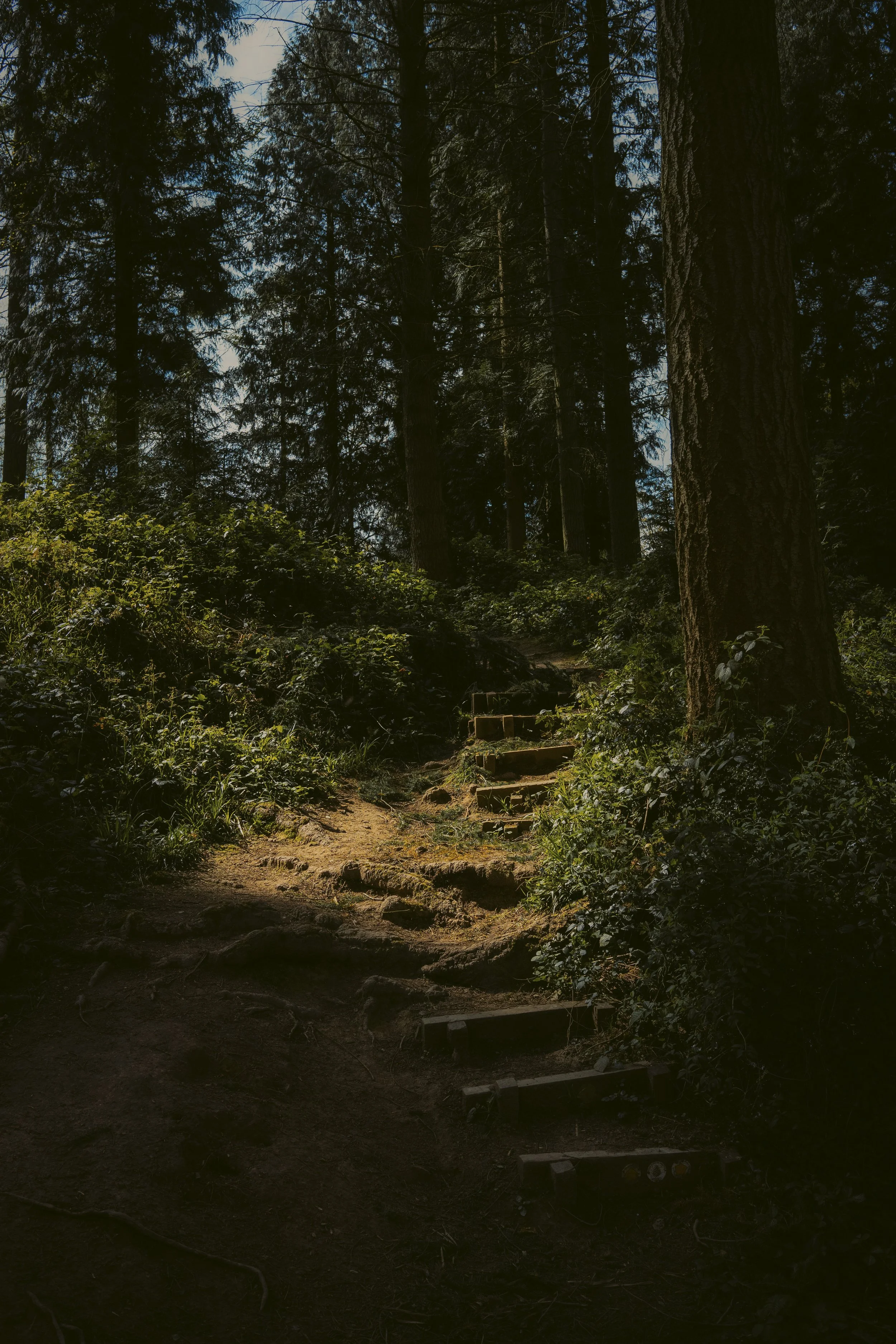 Steps to Forest, Alex Fell, Trimpley.jpg