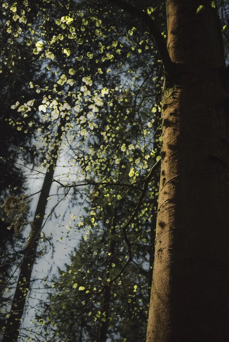 Home Leaves.jpeg