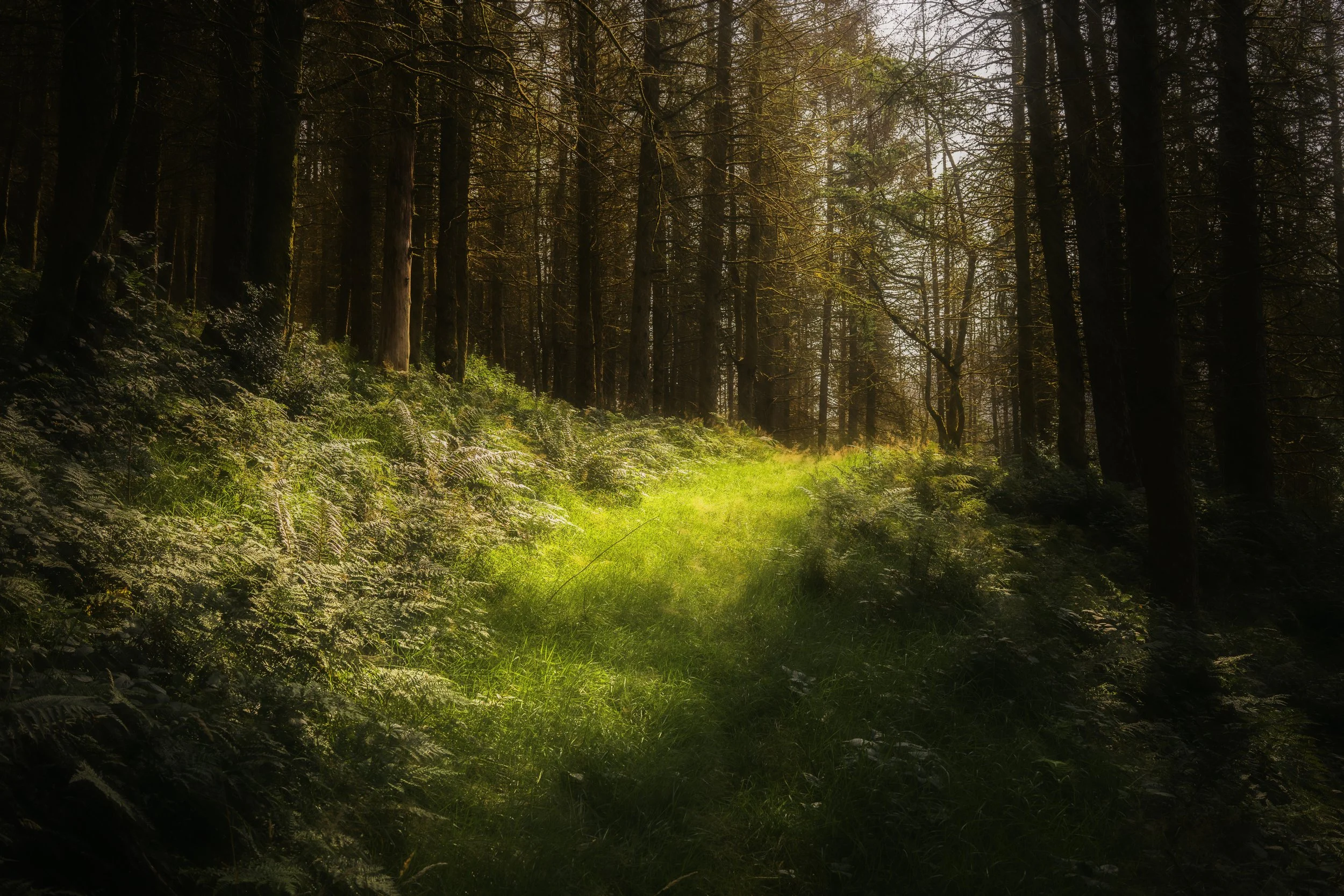 Treherbert1.jpg