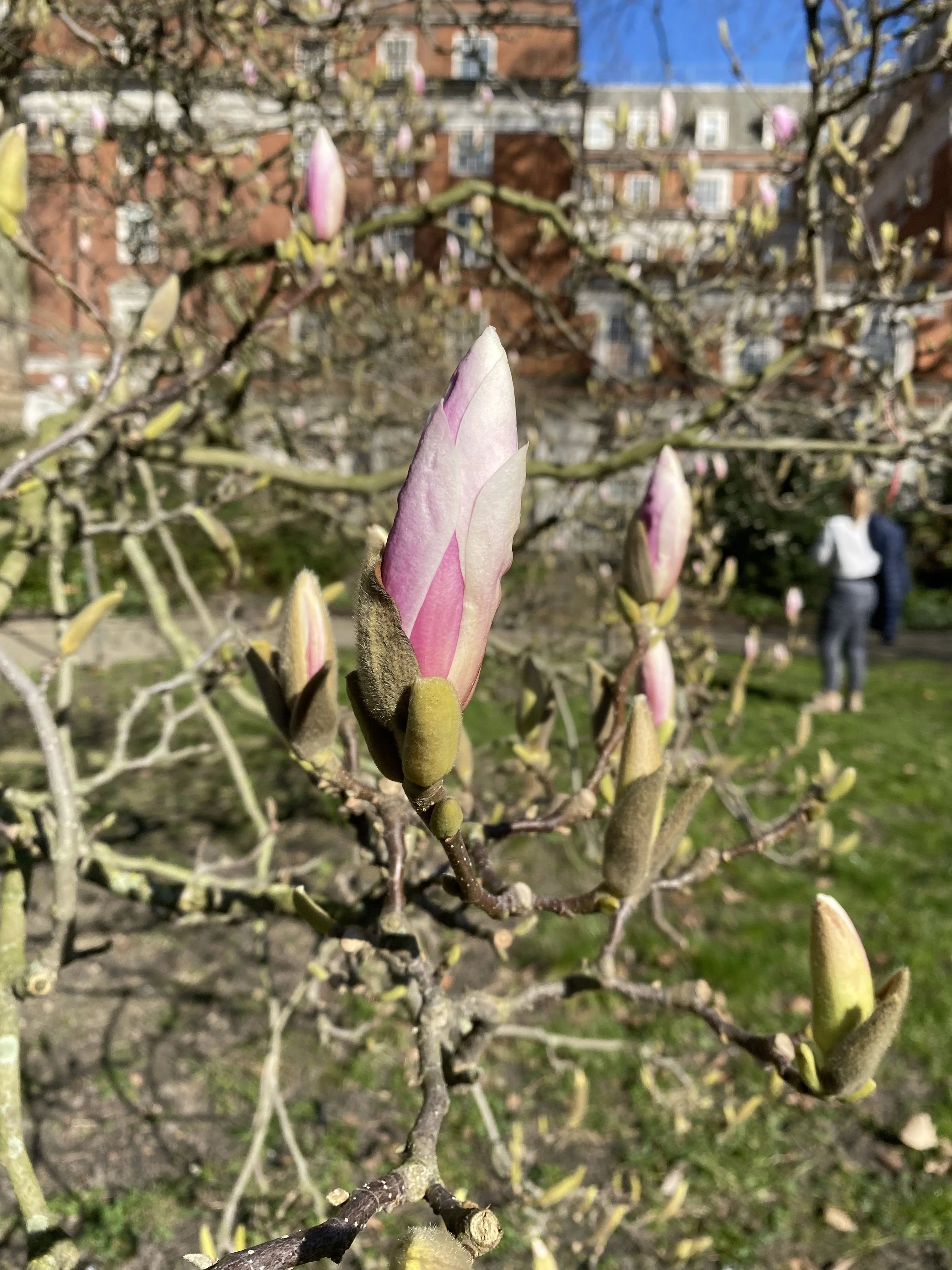 Happy to see magnolias in London too, since they were everywhere in Vancouver. Hot take, but I think they're more alluring before they bloom.