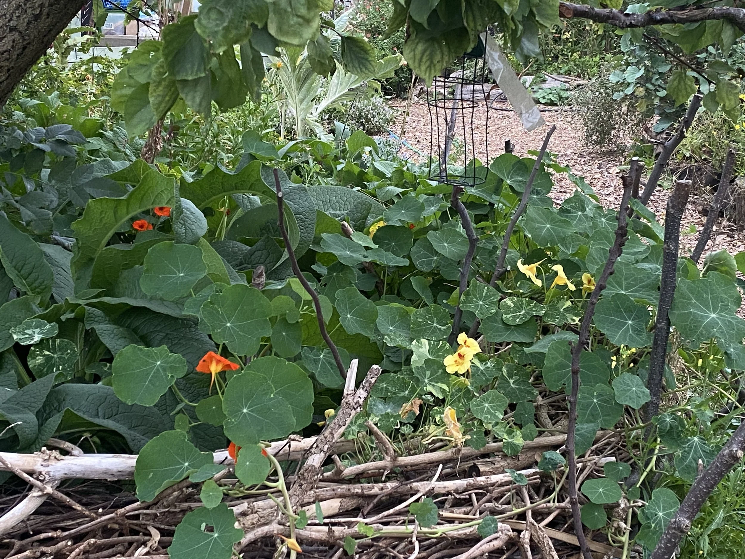 Did a workshop in South London with LION and was shown around their radical garden and was happy to find out that Monks Cress are edible and kind of mustard-y
