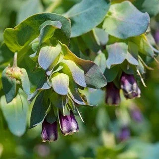 cerinthe.webp