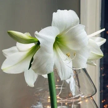 denver_ibulb2.webp