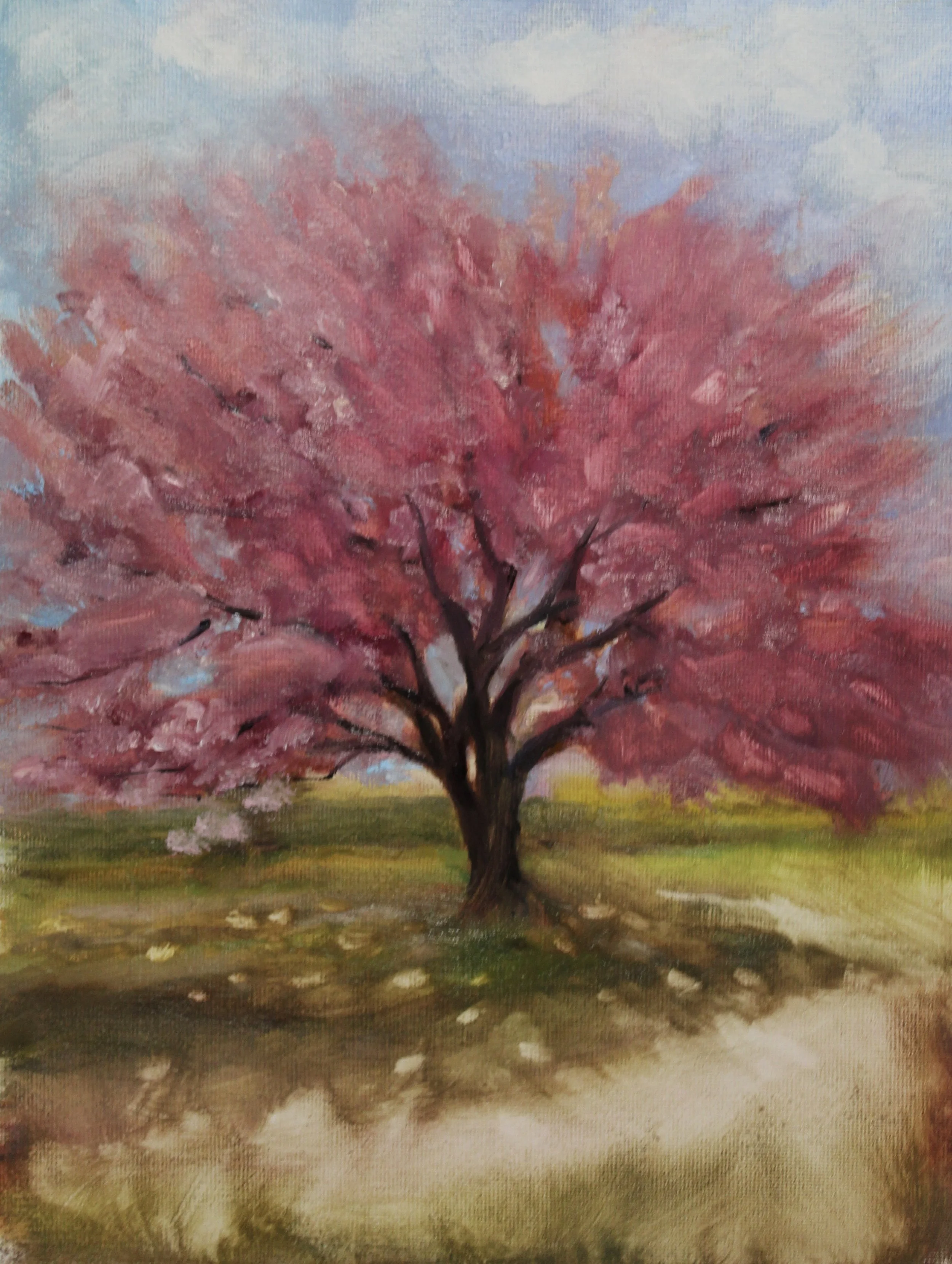 Cherry Tree Blossoms- Original Oil Painting - 9 X 12