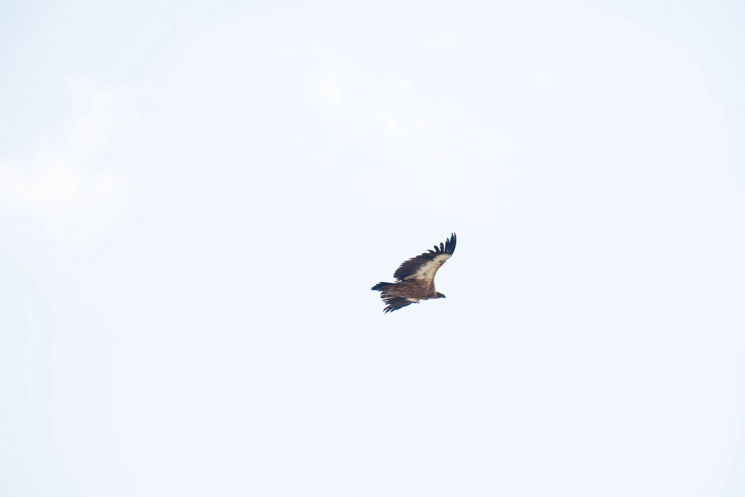 DSC_4531.jpg
