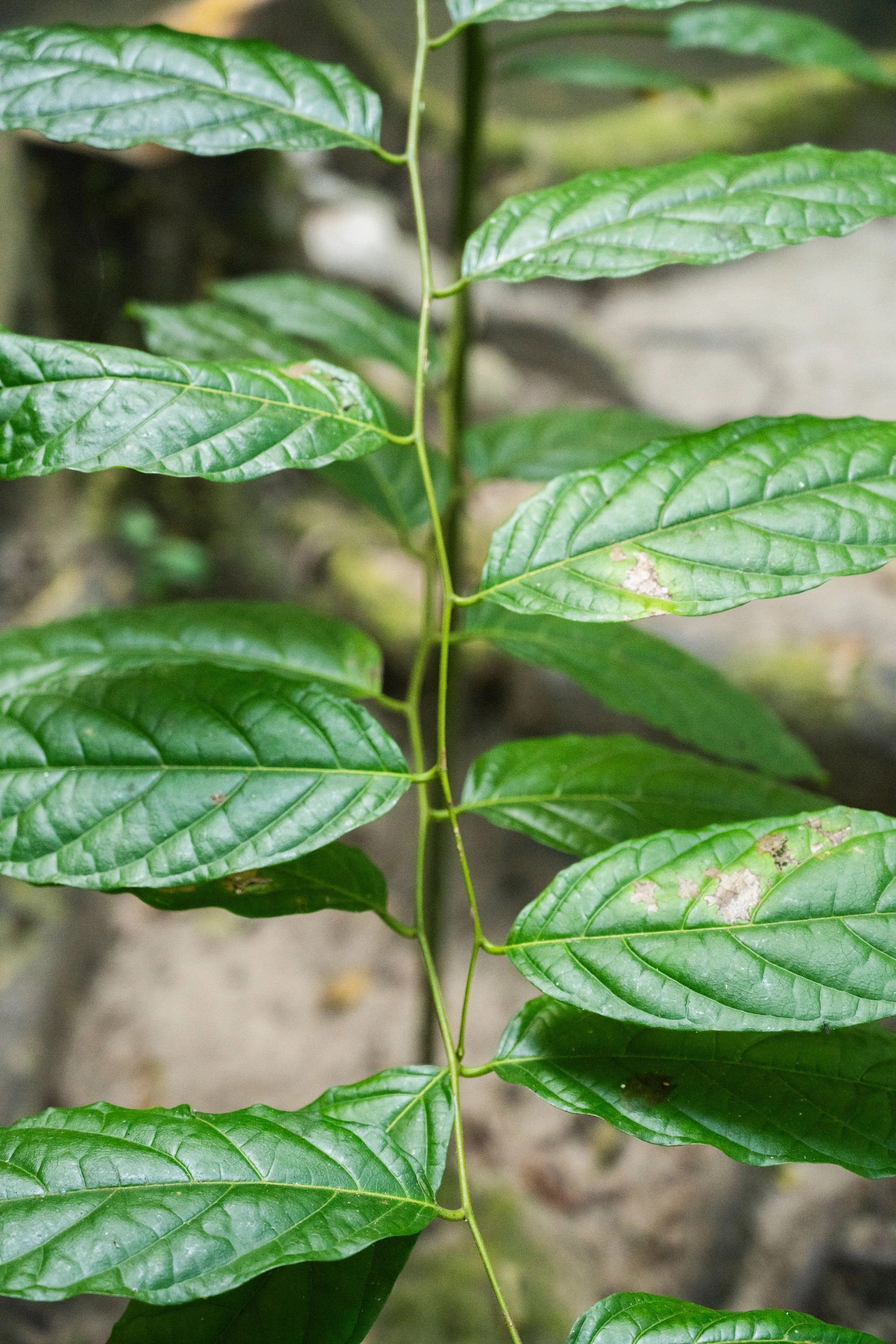 leaves of Aya.jpg