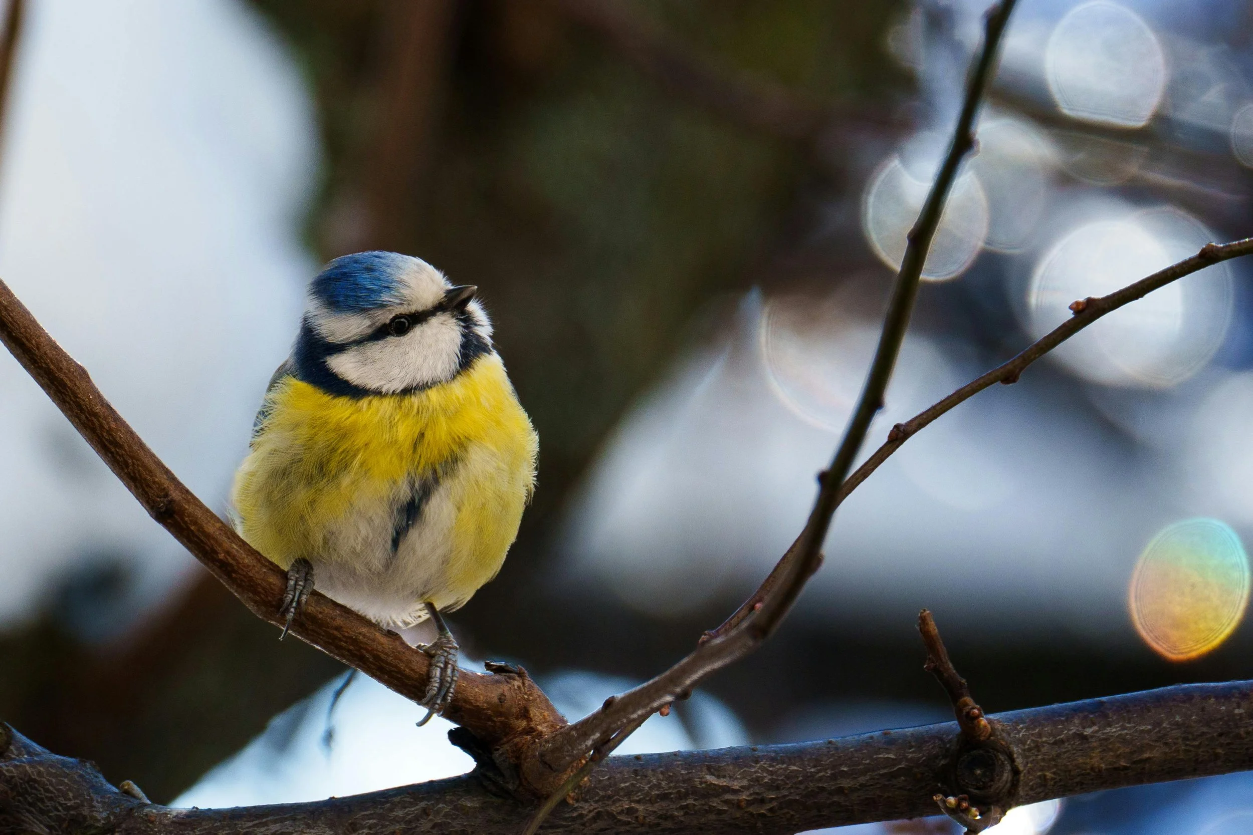 Artensterben durch Illustratoren?