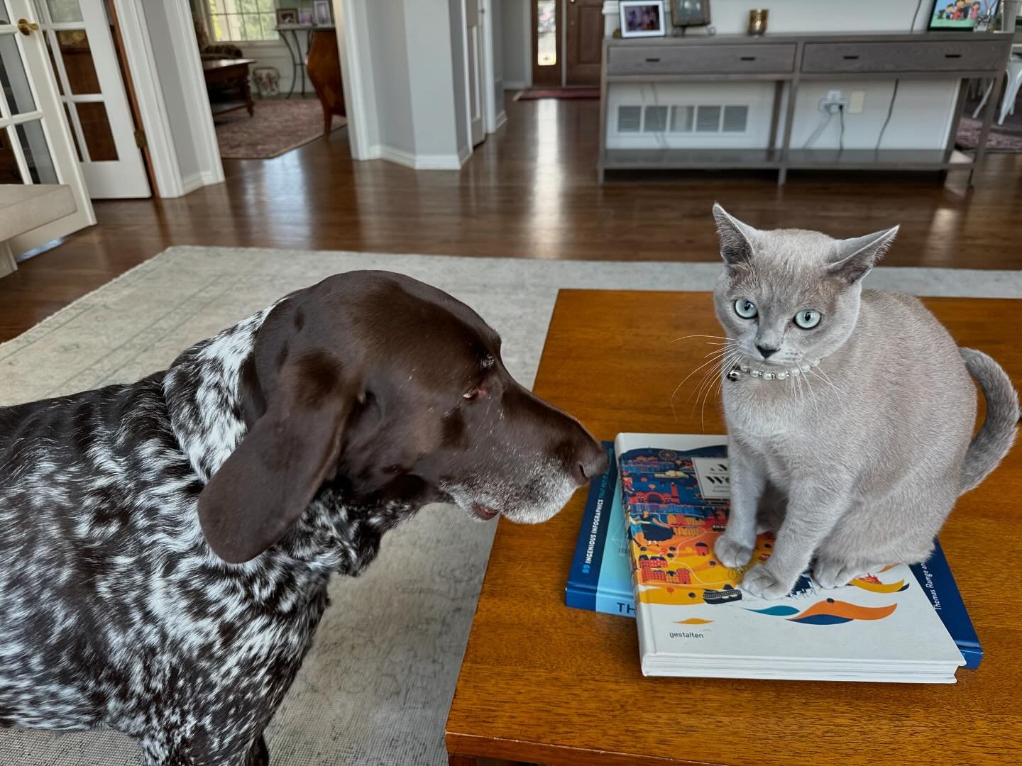 Our past kitten Pearl hanging with her dog friend🥰 We have two blue boys available from the same mom and dad as Pearl💕 #blueburmese #bluecat #burmesecat #burmesecats #thaicat #texas #texas