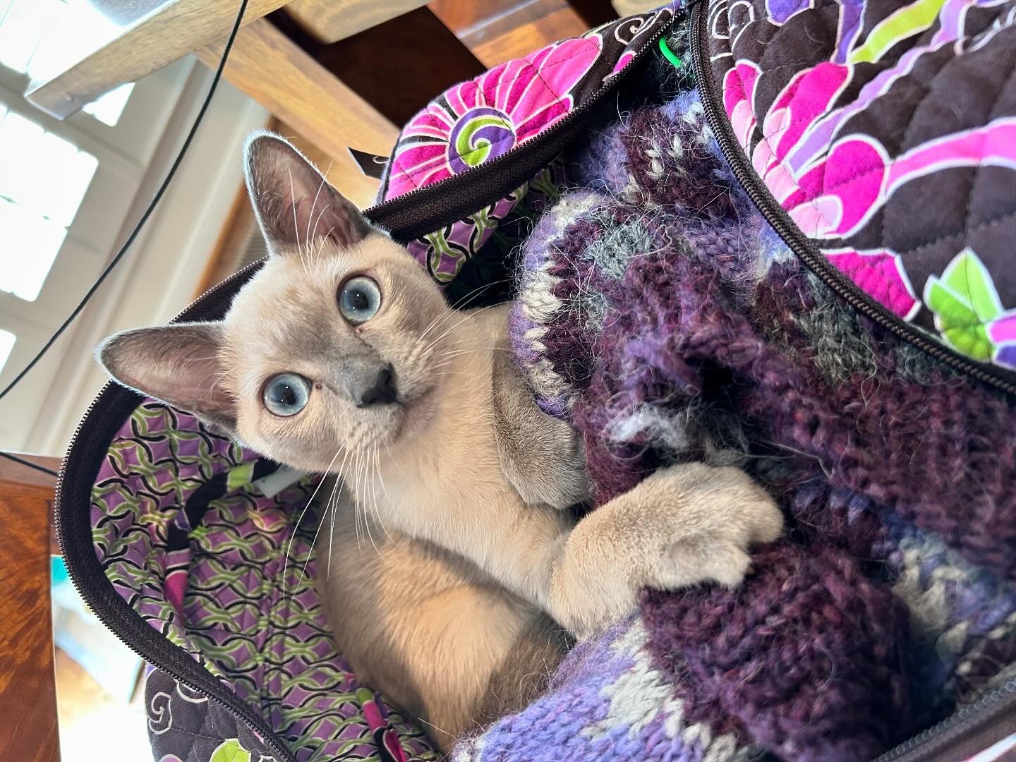 Perfect past kitten Wolfie is so cute🥰 One blue baby boy left from the same mama that Wolfie had! burmesecat #burmesekitten #burmesekittens #texas #kitten