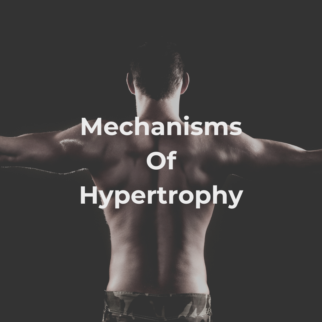 Mechanisms Of Hypertrophy