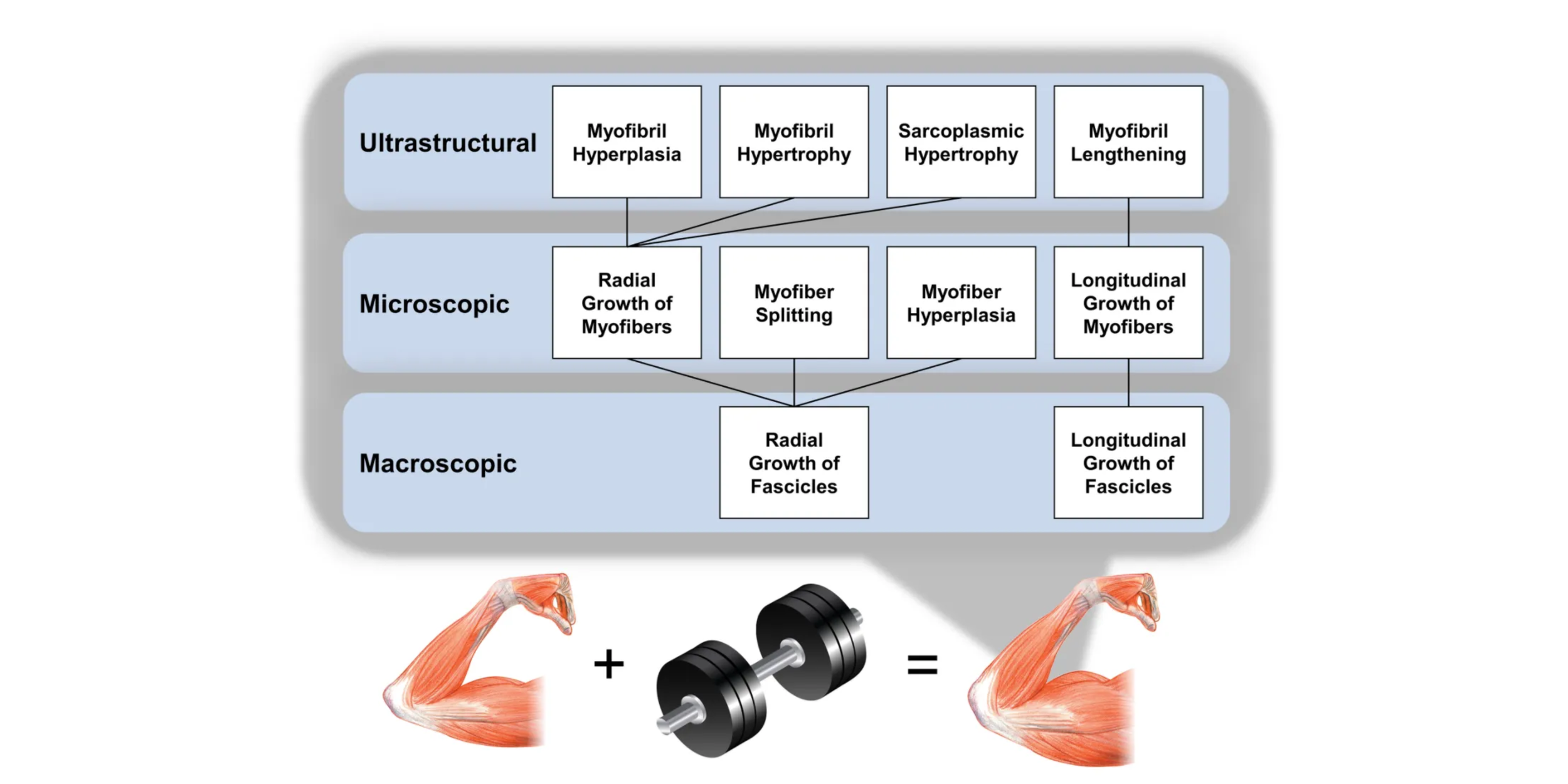 Hypertrophied Raspberry Mechanisms of Hypertrophy — Luke Hall Nutrition