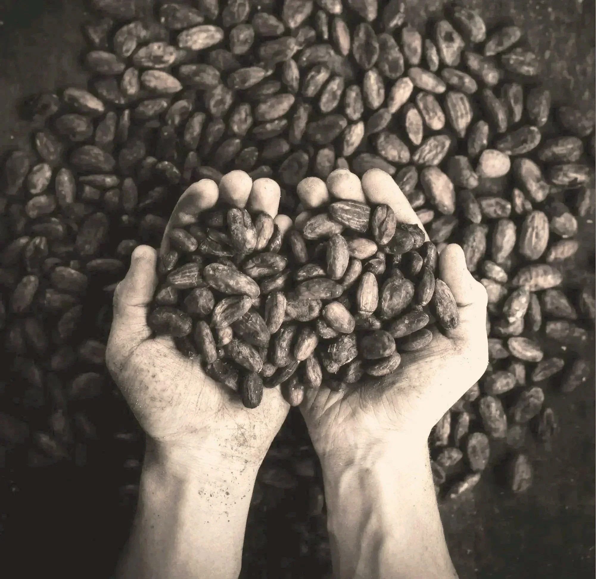 Hands holding cocoa beans over a pile of cocoa beans.