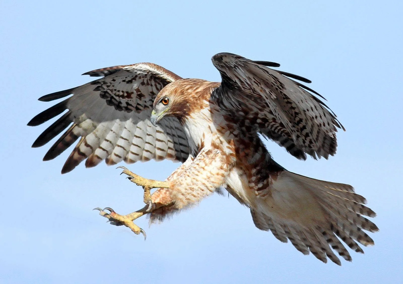 It is not Bald Eagles This time