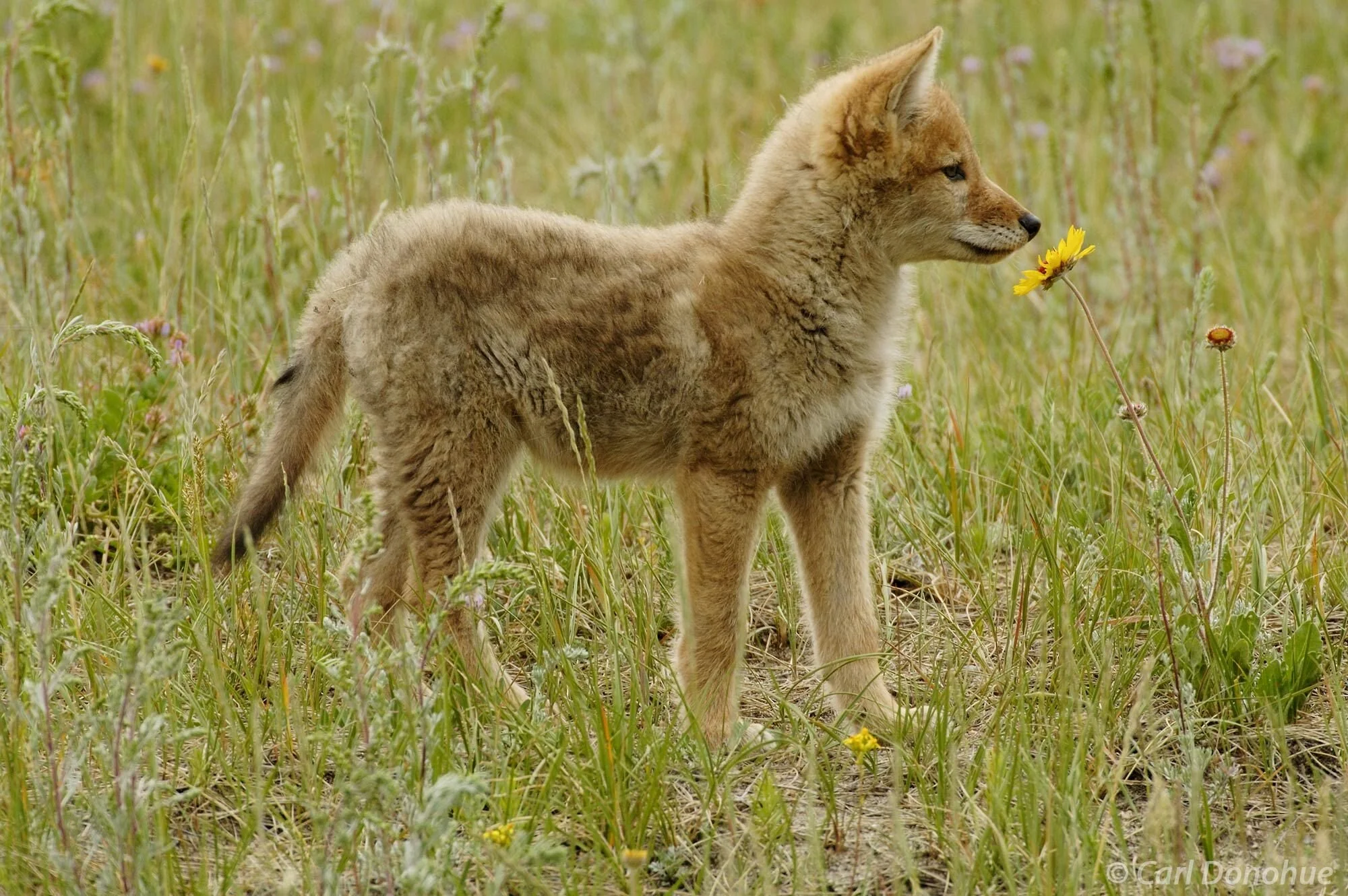 Little Coyote Pup at our new location