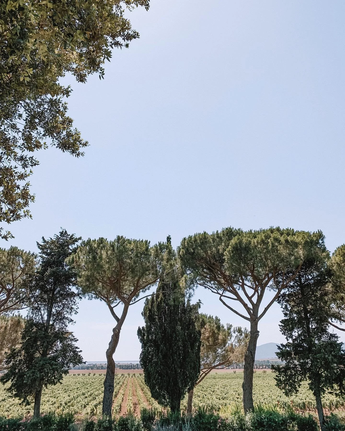 a place I&rsquo;d love to be rn: this Tuscan vineyard