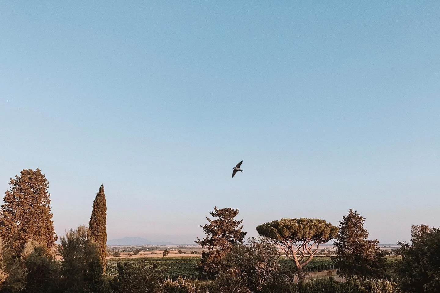 dreaming of tuscan skies