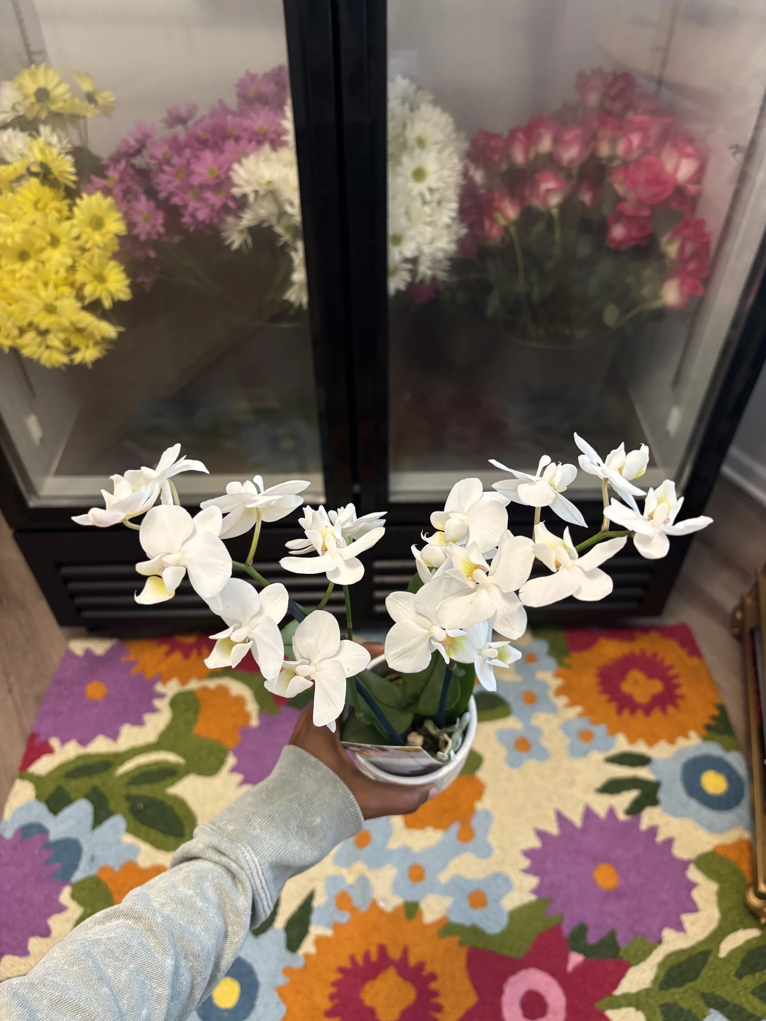 🤍🌸 Double Stem Orchid Beauty 🤍