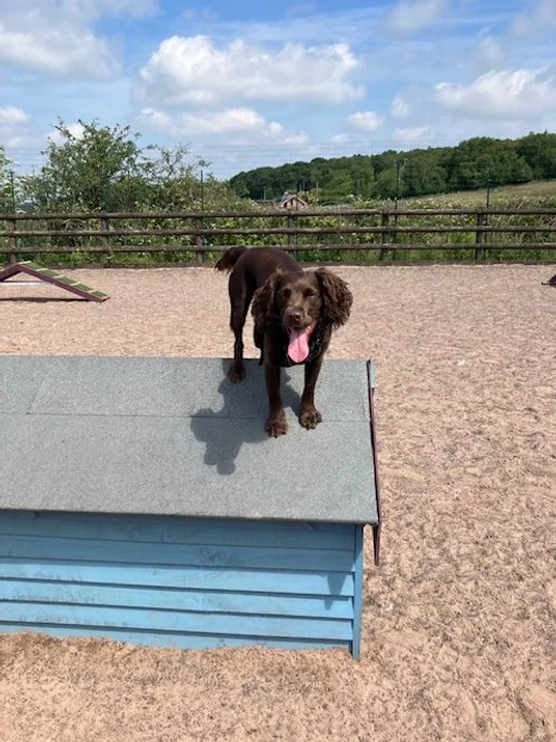 Private dog park near Congleton with summer-ready features like shaded seating and plenty of space to run.