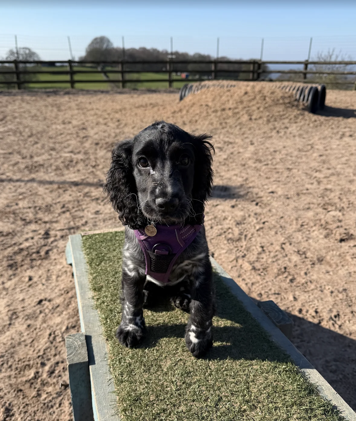 Spaniel puppy experiencing off-lead freedom for the first time at The Dog Play Park — enclosed puppy-safe dog field in Biddulph, Staffordshire 🐾