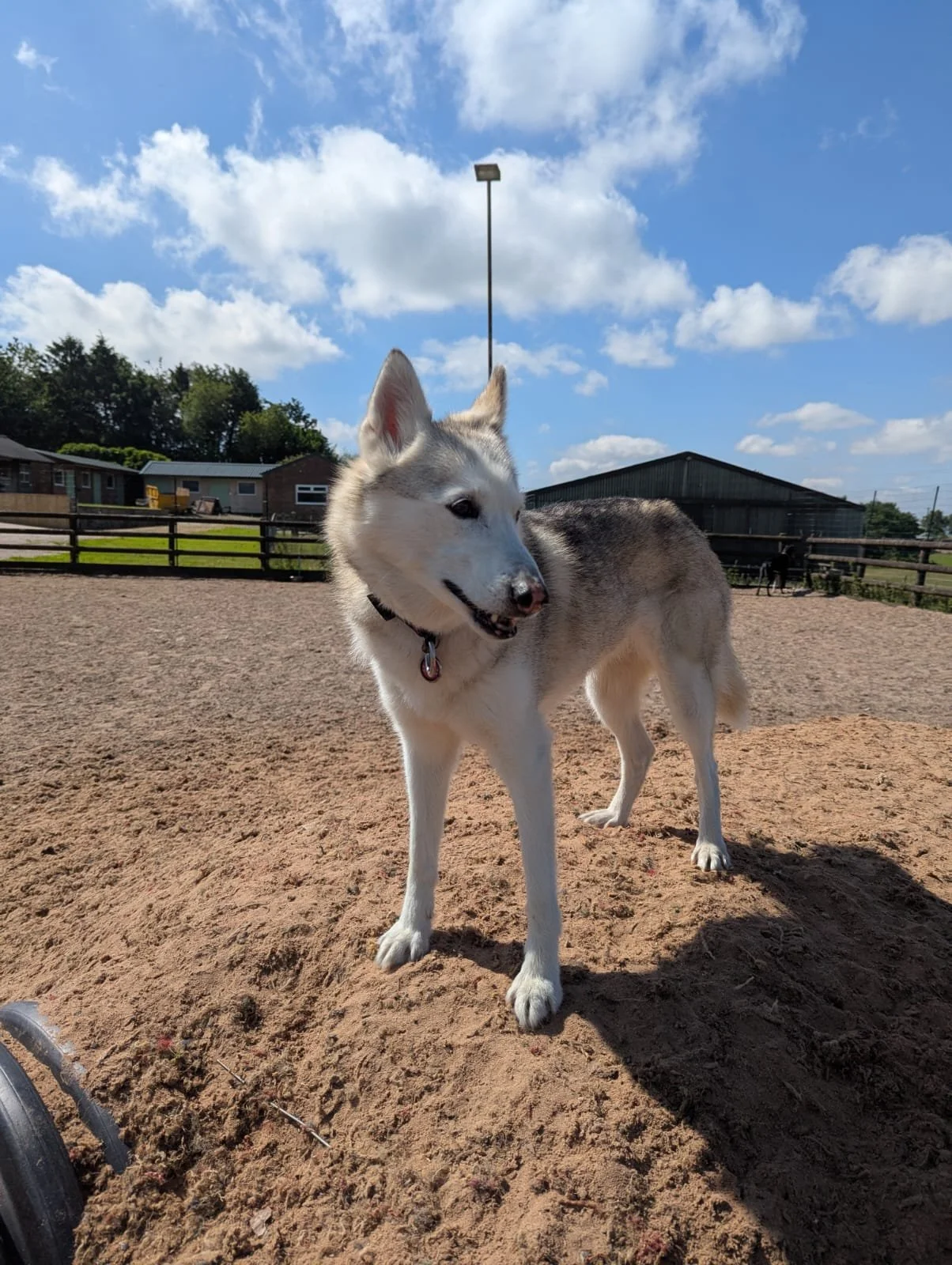 The Dog Play Park in Congleton on a sunny afternoon, offering shaded rest spots and secure off-lead space for dogs to stay cool while playing.
