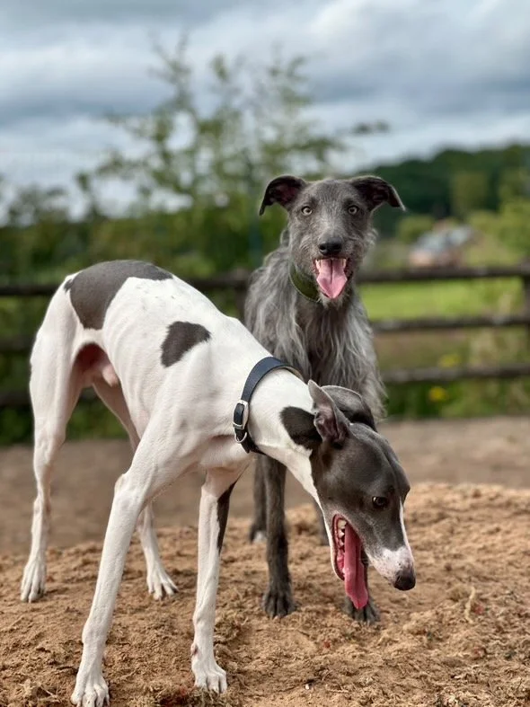 Best dog field in Staffordshire, now shortlisted for the UK’s top award, providing safe space for reactive and energetic dogs.