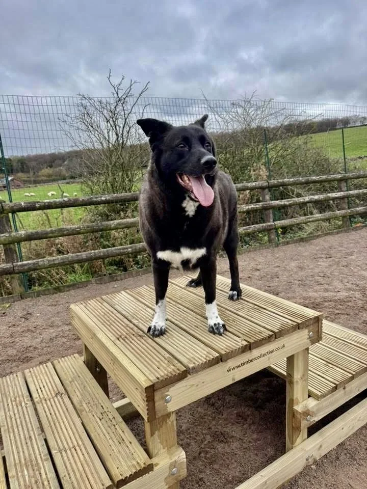Award-winning dog park in Congleton featuring upgraded play zones and secure off-lead space for winter adventures.
