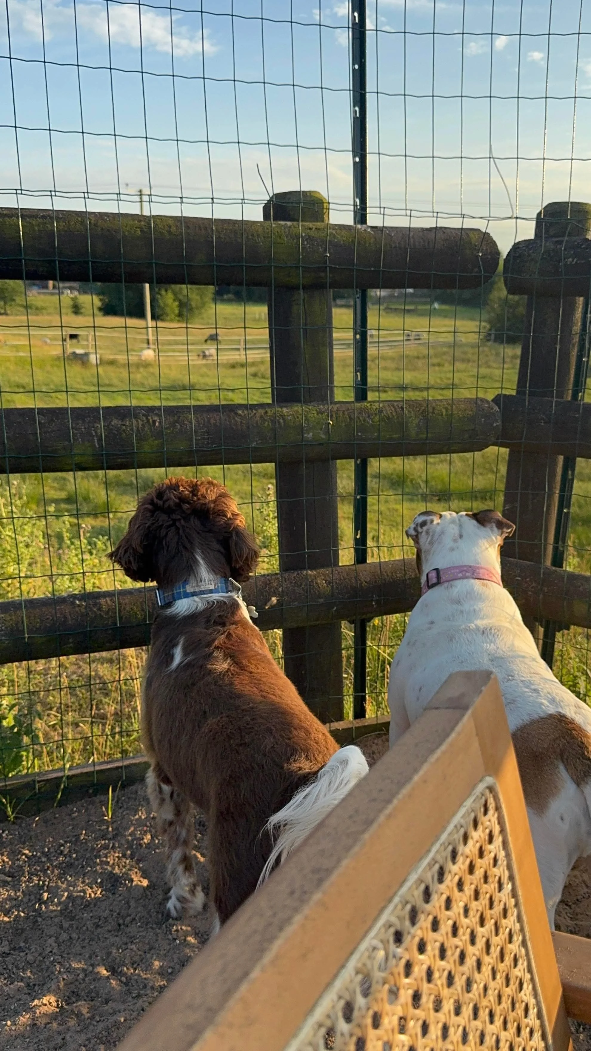 What makes a good dog field for reactive dogs? A relaxed session in a quiet, fully fenced park at The Dog Play Park shows the benefit of private hire spaces.