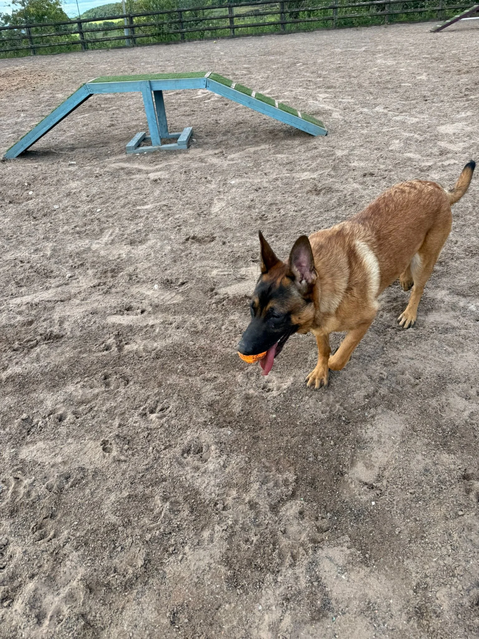 Cheshire dog park hire with shaded areas and secure fencing.