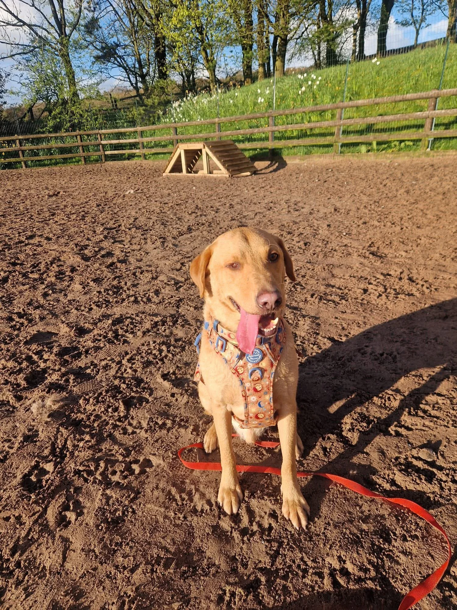 Puppy exploring a fully fenced dog play area near Congleton — perfect for off-lead training and confidence building