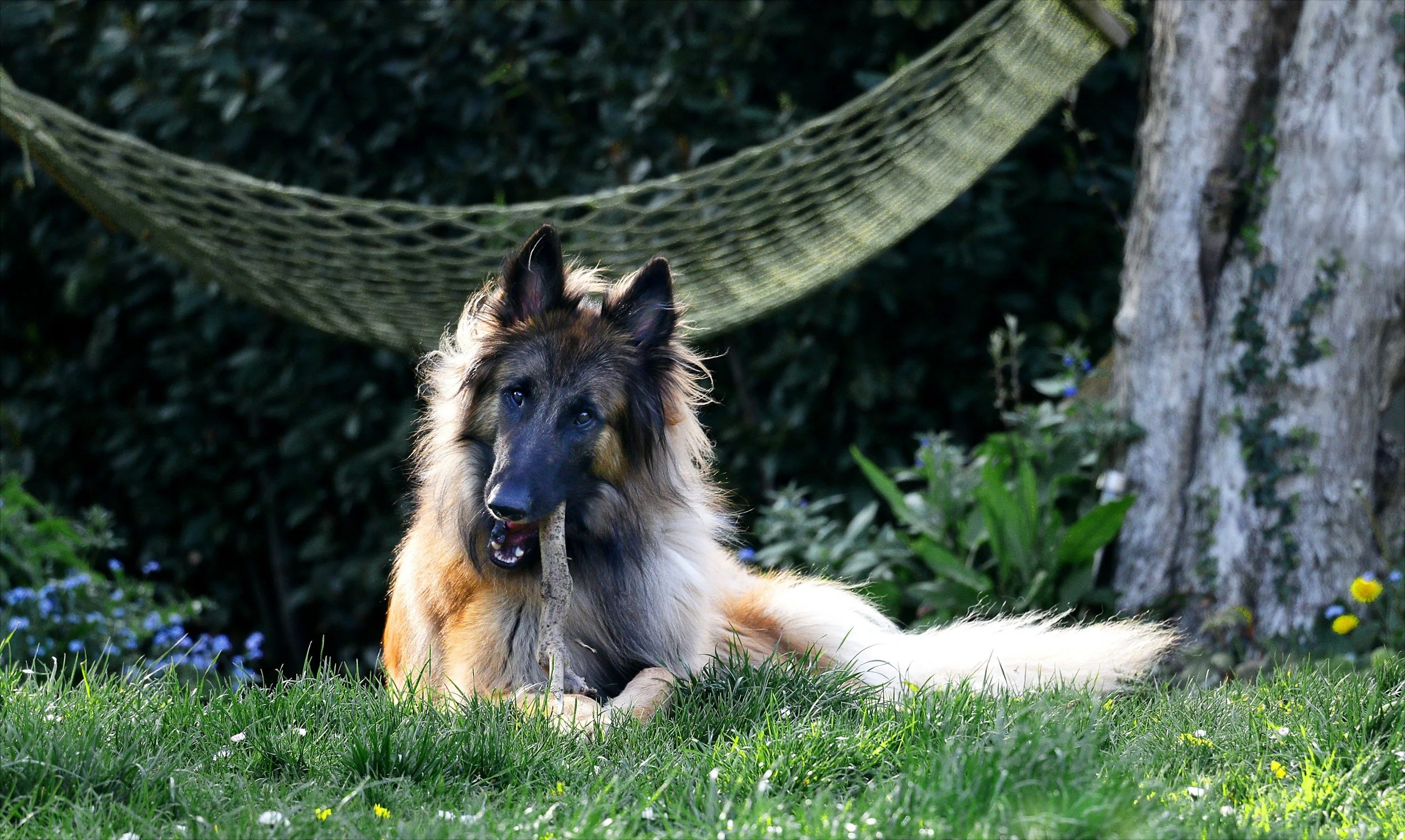 5 Ways to Find the Right Dog Breed for Me