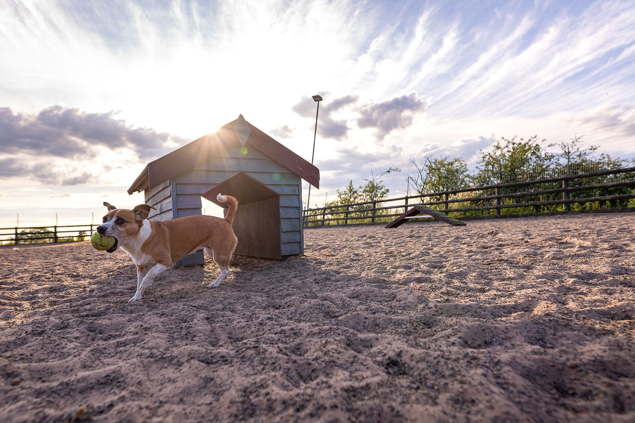 The Best Private Dog Park in Staffordshire for Safe, Off-Lead Freedom