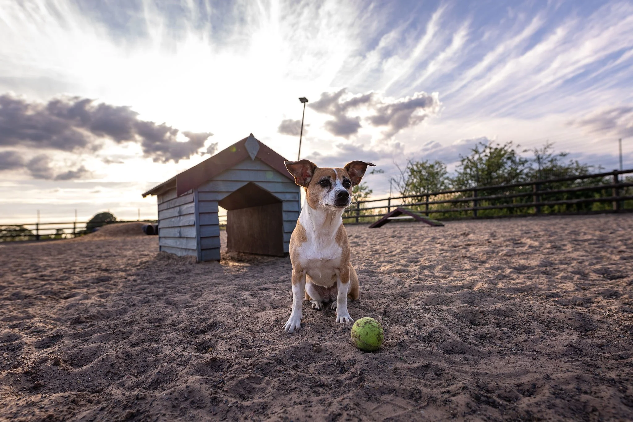 The Best Enclosed Dog Parks Near Stoke-on-Trent (2025 Update)