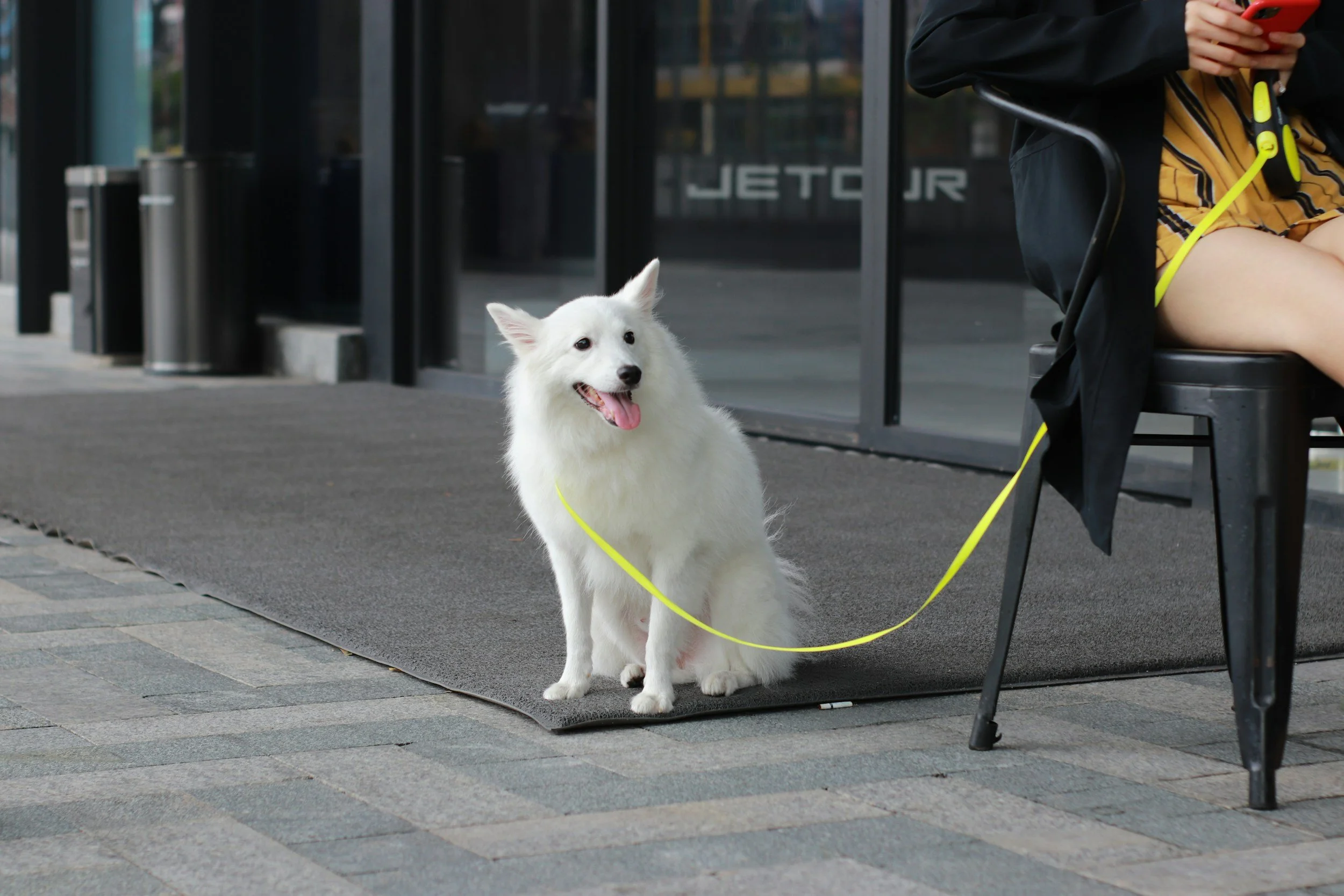 How to Calm a Reactive Dog. 3 Tips That Can Make a Big Difference 🐕🦺