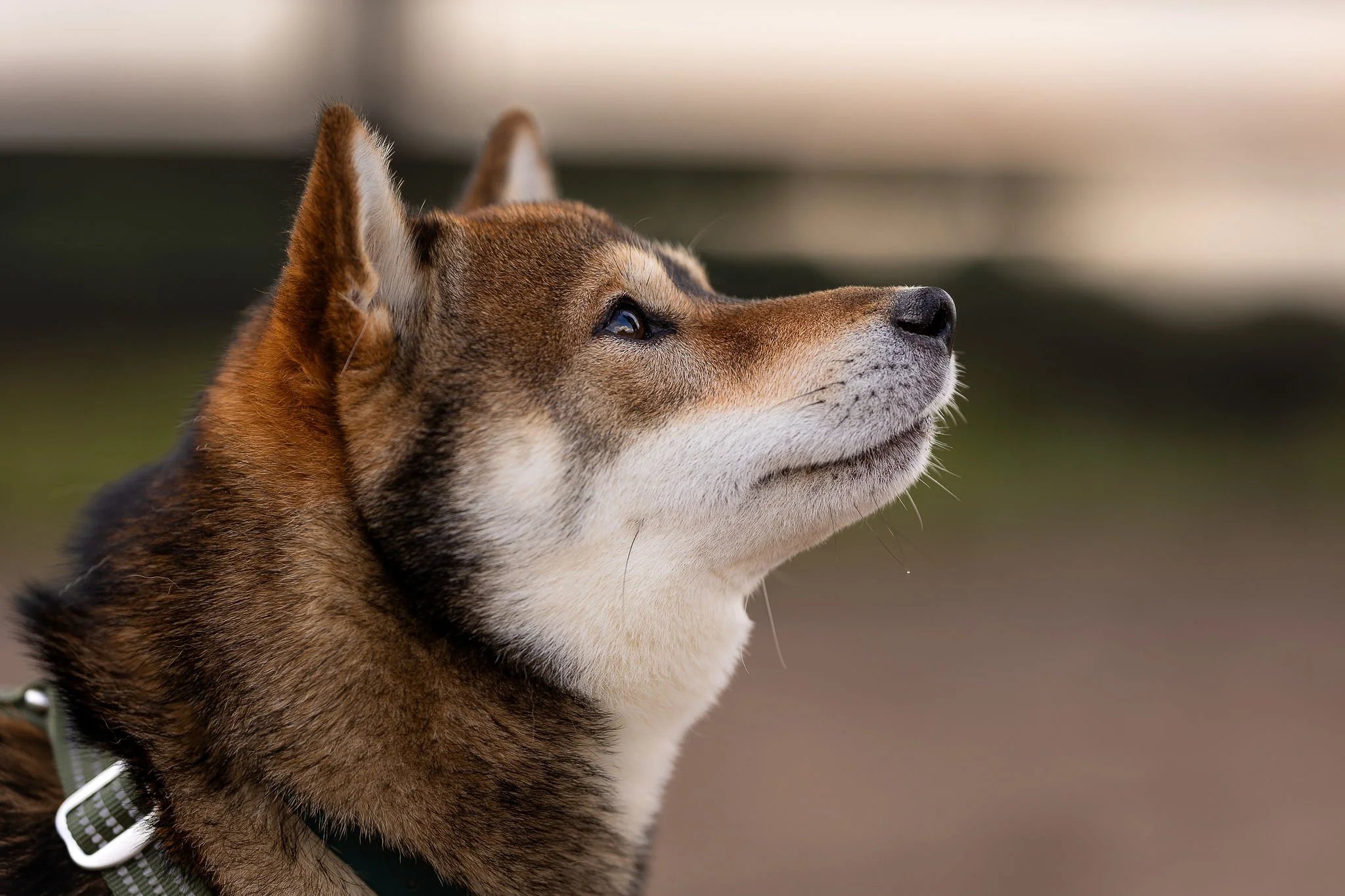 Top 5 Emergency Questions Dog Owners Ask (and How to Handle Them)
